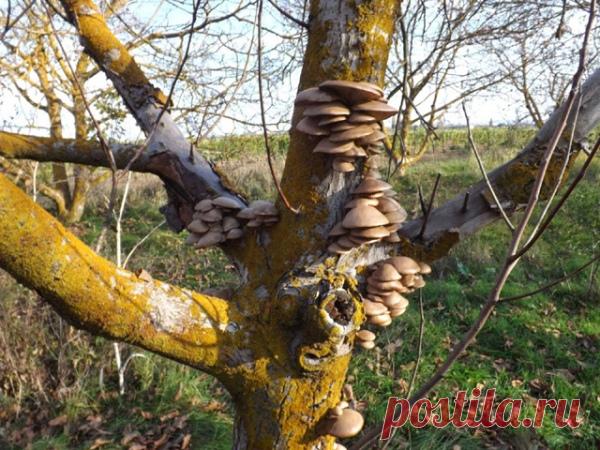 Гриб-трутовик на плодовом дереве Многие наверняка видели на стволах деревьев грибы-трутовики. Для плодового дерева это болезненный симптом. Почему появляются трутовики и как с ними поступать?