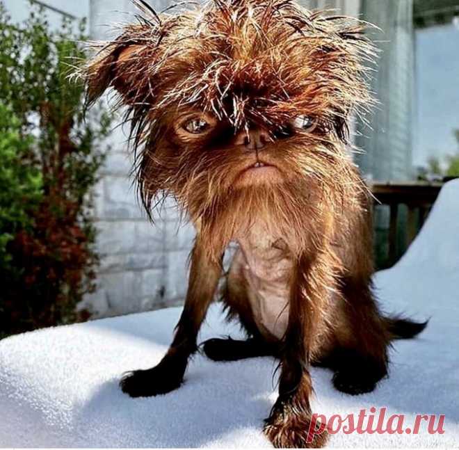 Евгений Шостаковский on Twitter: "Символ 2020 года... https://t.co/uEFbxeYDZC" / Twitter