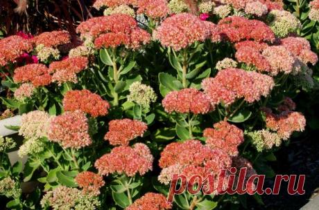 Малыши-крепыши: 15 лучших низкорослых растений для альпийской горки и рокария