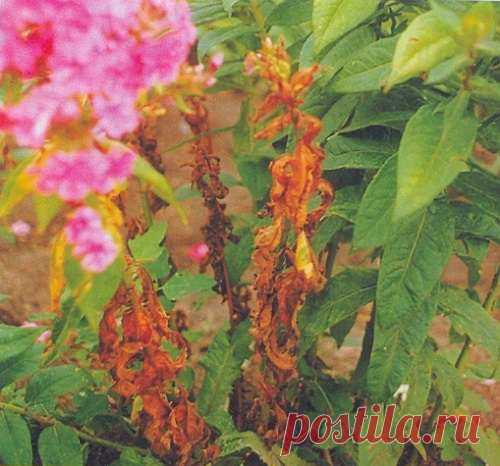 Флоксы. Болезни, вредители и меры борьбы с ними . Мой сад, огород. Копилка дачного опыта.