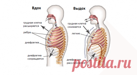 Упражнение Ниши, которое поможет не стареть