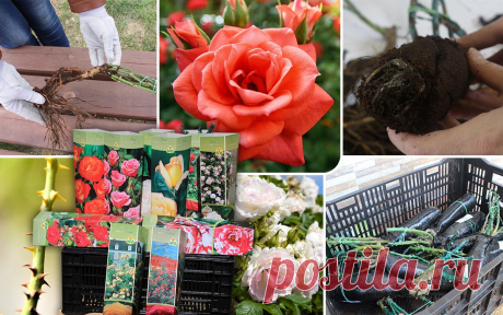 Все, что вы хотели знать о выращивании парковых роз | Розы (Огород.ru)