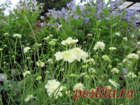 Скабиоза. Уход, выращивание, размножение. Декоративно-цветущие. Садовые растения. Цветы. Фото. - Ботаничка.ru