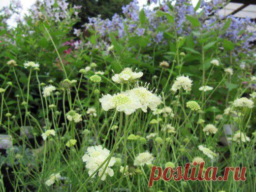 Скабиоза. Уход, выращивание, размножение. Декоративно-цветущие. Садовые растения. Цветы. Фото. - Ботаничка.ru