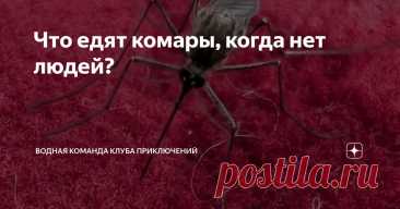Что едят комары, когда нет людей? Статья автора «Водная команда Клуба Приключений» в Дзене ✍: Когда приезжаешь в лес и тебя тут же облепляет туча комаров, невольно думаешь, что эти кровососы всю жизнь голодали и ждали только тебя.