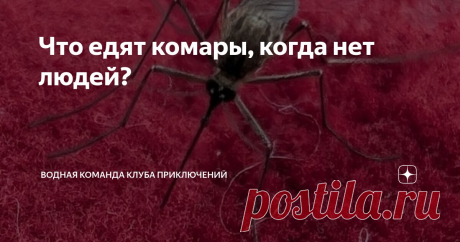 Что едят комары, когда нет людей? Статья автора «Водная команда Клуба Приключений» в Дзене ✍: Когда приезжаешь в лес и тебя тут же облепляет туча комаров, невольно думаешь, что эти кровососы всю жизнь голодали и ждали только тебя.