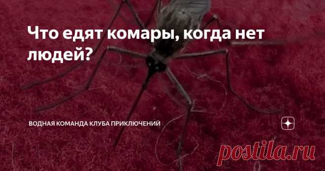 Что едят комары, когда нет людей? Статья автора «Водная команда Клуба Приключений» в Дзене ✍: Когда приезжаешь в лес и тебя тут же облепляет туча комаров, невольно думаешь, что эти кровососы всю жизнь голодали и ждали только тебя.