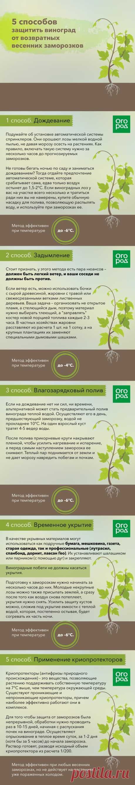 5 способов защитить виноград от возвратных весенних заморозков

| клубника на зиму