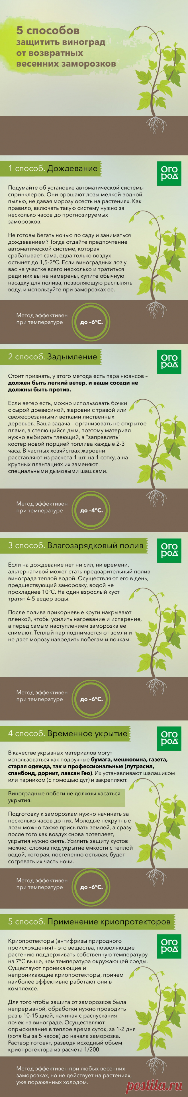 5 способов защитить виноград от возвратных весенних заморозков