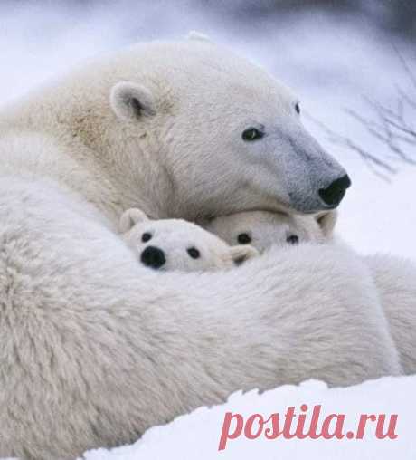 Пин на доске 動物