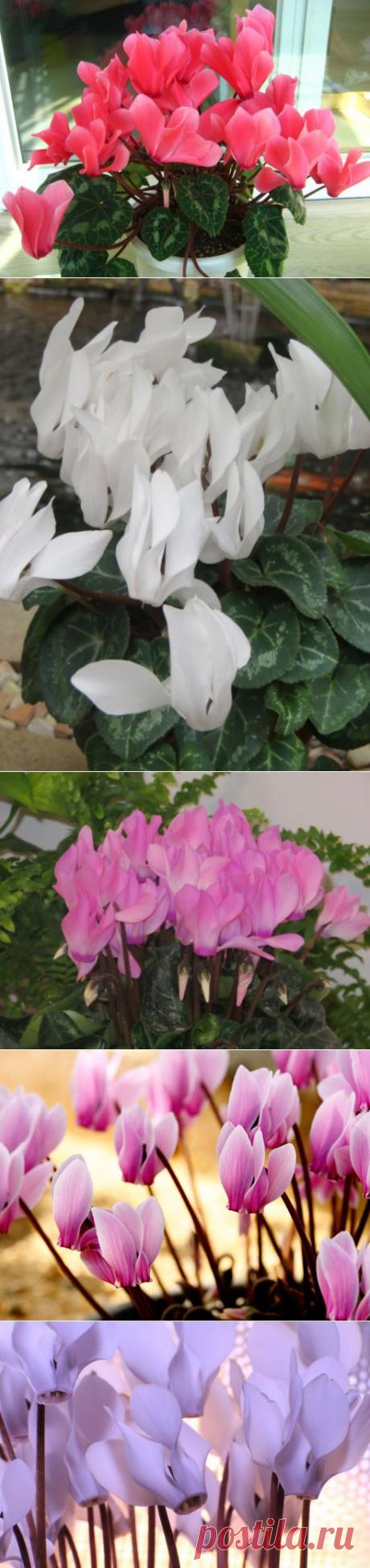Цикламен - покупка, пересадка, условия содержания, размножение | РОЗЫ