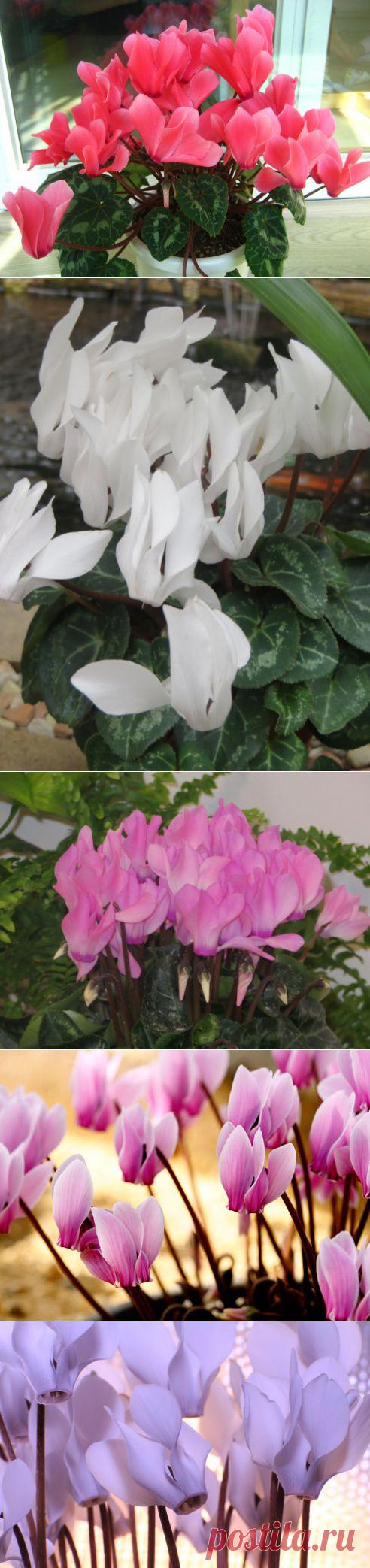 Цикламен - покупка, пересадка, условия содержания, размножение | РОЗЫ
