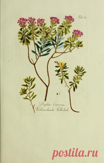 Общее древовидение в Австрии: или изображения отечественных и зарубежных деревьев и кустарников, посадка которых возможна и полезна в Австрии: Шмидт, Франц, 1751-1835 гг.: Бесплатная загрузка, заимствование и потоковая передача: Интернет-архив