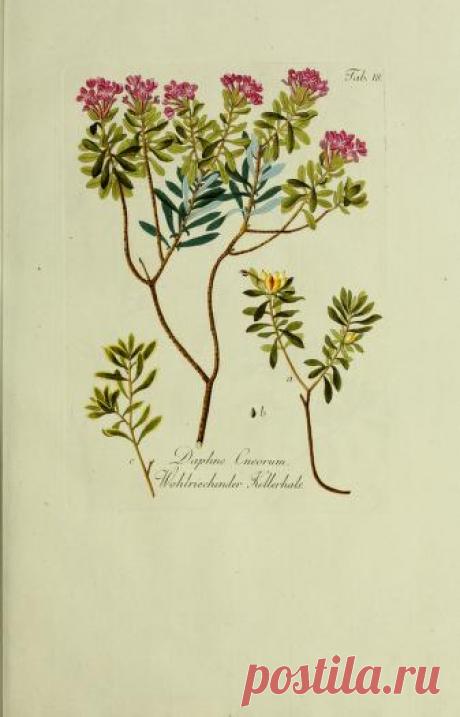 Общее древовидение в Австрии: или изображения отечественных и зарубежных деревьев и кустарников, посадка которых возможна и полезна в Австрии: Шмидт, Франц, 1751-1835 гг.: Бесплатная загрузка, заимствование и потоковая передача: Интернет-архив