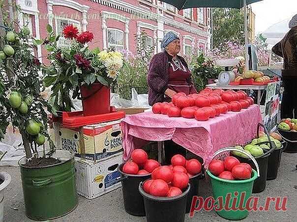 Вот это я понимаю Сибирские Помидорки!!!