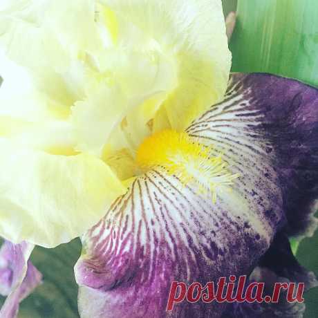Elissa в Instagram: «I love the little details. Subtle patterns. Tiny textures. #flowers garden #bloom #iris» 16 отметок «Нравится», 0 комментариев — Elissa (@mrs_cham) в Instagram: «I love the little details. Subtle patterns. Tiny textures. #flowers garden #bloom #iris»