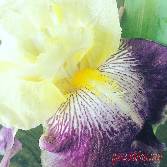 Elissa в Instagram: «I love the little details. Subtle patterns. Tiny textures. #flowers garden #bloom #iris» 16 отметок «Нравится», 0 комментариев — Elissa (@mrs_cham) в Instagram: «I love the little details. Subtle patterns. Tiny textures. #flowers garden #bloom #iris»