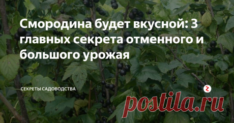 Смородина будет вкусной: 3 главных секрета отменного и большого урожая