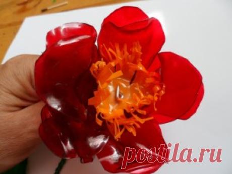 Papaveri di bottiglie plastkovyh .. Discussione sulla LiveInternet - Servizio russo diari online