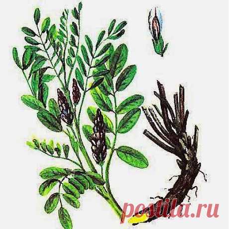 От кашля вкусное лекарство | Друг пенсионера
Всю жизнь я предпочитала доверять официальной медицине и лечиться у докторов, а вот под старость решила попробовать и травы.