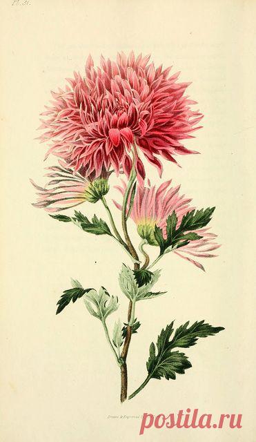 Найдено на сайте heaveninawildflower.tumblr.com.