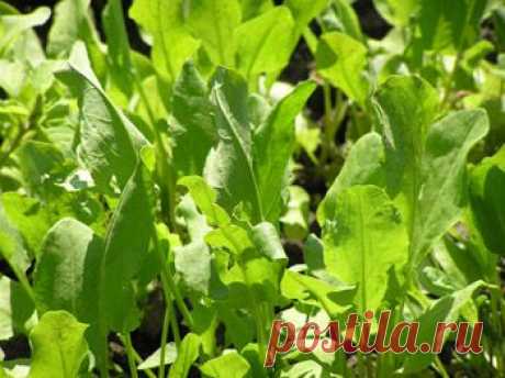 ЛЕКАРСТВА НА ВАШЕМ ОГОРОДЕ | Мамам, женщинам, бабушкам и очень любознательным.