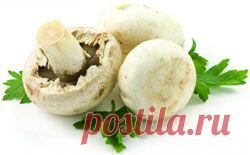 ** Грибы - Сборник - Познавательный Интернет-журнал "Умеха - мир самоделок"