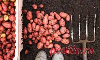 Как копать картофель: инструменты и советы по сбору урожая