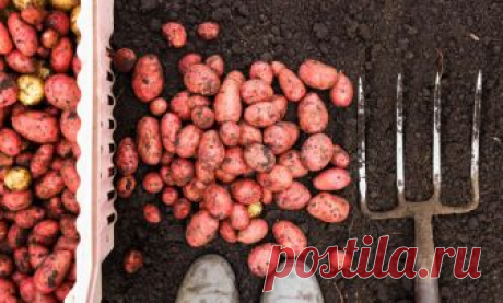 Как копать картофель: инструменты и советы по сбору урожая