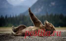 10 умилительных сцен из жизни медведей