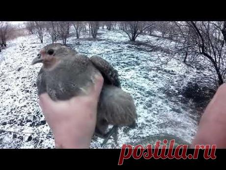 Поймал Куропатку и не только, Как поймать живым фазана, Ловушка своими руками