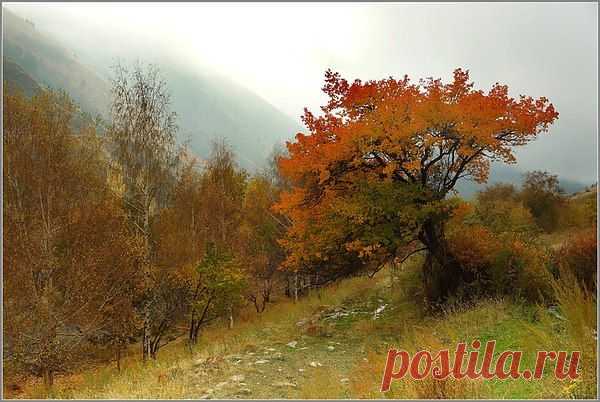 Осенний мир, взъерошенный и хрупкий;
Октябрь-путник, ветреный слегка.
Дымят листвы сухие самокрутки,
Уносит ветер горечь в облака,
И потому горьки дожди и травы,
Полынный воздух мечется в груди.
Земле не соткан белоснежный саван,
И холод леденящий впереди.
А улицы пусты, глухи и немы ...
Острее одиночество дорог.
Последний вздох остывшей хризантемы;
Октябрь, угасающий у ног.
© 12.10.2015 Марина Чайка