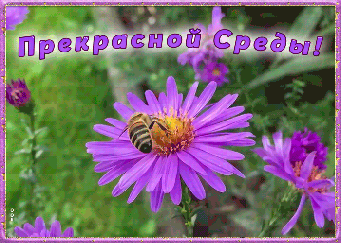 Открытка прекрасной среды