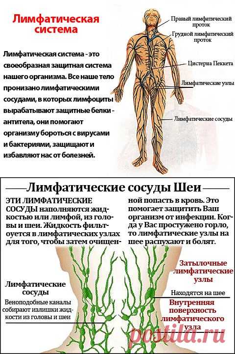 ЛИМФАТИЧЕСКАЯ СИСТЕМА