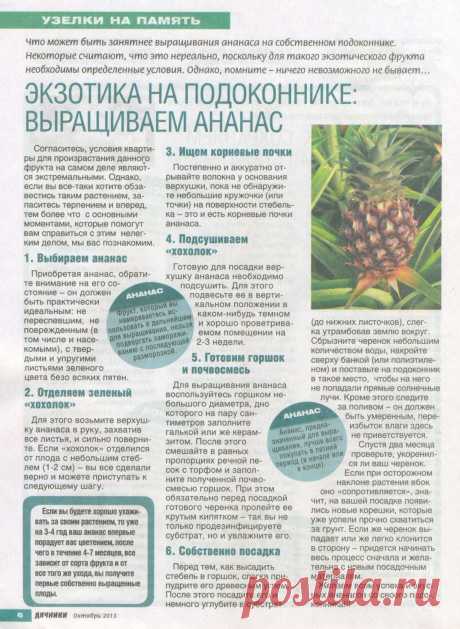 Выращиваем ананас на подоконнике