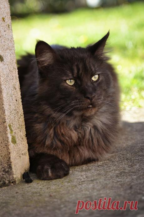Найдено на сайте yummypets.com.