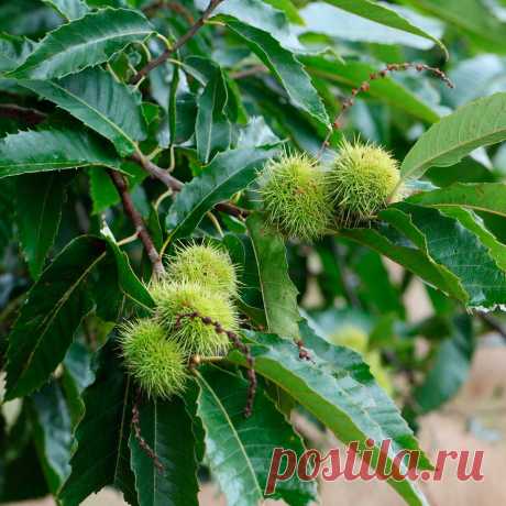 Лекарственное растение Каштан посевной (Castanea sativa). Дерево высотой до 20 м с крепким стволом, покрытым продольными трещинками. Кора оливково-коричневая. Листья удлиненно-ланцетные, кожистые, длиной до 18 см, зубчато-шиповатые, с хорошо выраженными жилками. Желтоватые цветки собраны в прямостоячие сережки длиной 12-20 см, мужские многочисленные, женские - всего по 1-3 у основания сережек; имеют одну общую плюску, которая к моменту созревания покрывается шипами.