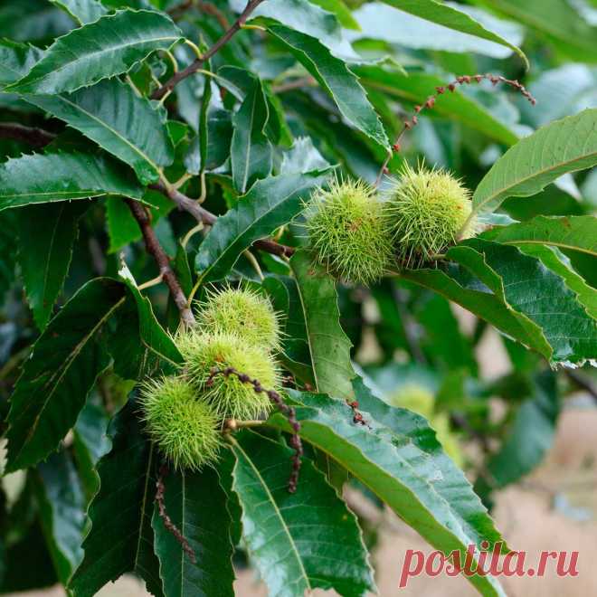 Лекарственное растение Каштан посевной (Castanea sativa). Дерево высотой до 20 м с крепким стволом, покрытым продольными трещинками. Кора оливково-коричневая. Листья удлиненно-ланцетные, кожистые, длиной до 18 см, зубчато-шиповатые, с хорошо выраженными жилками. Желтоватые цветки собраны в прямостоячие сережки длиной 12-20 см, мужские многочисленные, женские - всего по 1-3 у основания сережек; имеют одну общую плюску, которая к моменту созревания покрывается шипами.