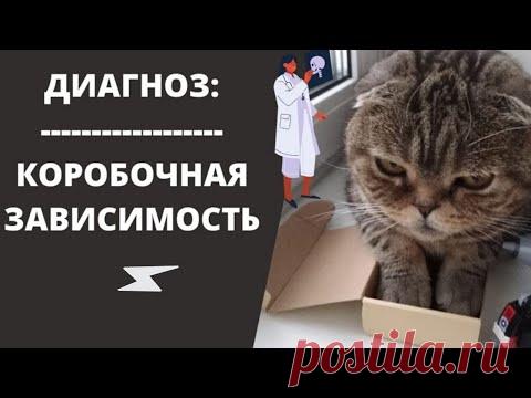 Почему я решил купить Коробку Для Кота.../Сat and Box