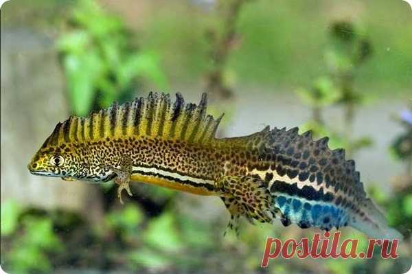 Малоазиатский тритон (лат. Triturus vittatus ophryticus)