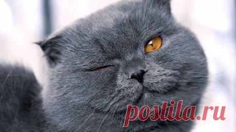 Коты и мужчины похожи. Если они вдруг становятся ласковыми, значит им или от вас нужно что-то, или уже где-то нагадили...