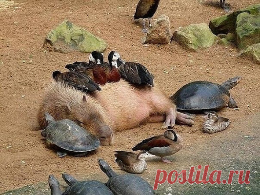 Google+