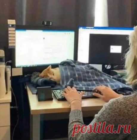 Эти котики смогли найти себе идеальное место для отдыха