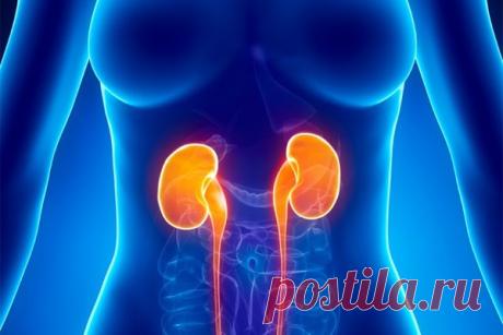 Чистка почек | Гиппократ