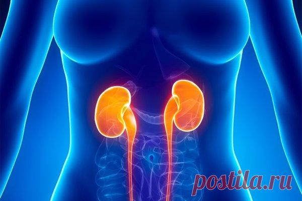 Чистка почек | Гиппократ | Яндекс Дзен