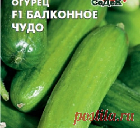 Огурец Балконное чудо F1 семена - низкая цена, описание, отзывы, продажа