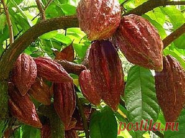 Масло какао, его свойства и способы применения! | Журнал Ярмарки Мастеров