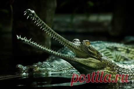 Гроза водоёма.......))))))))