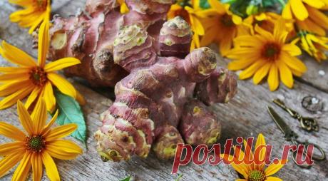 Топинамбур – панацея от многих серьезных болезней | Всегда в форме!