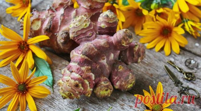 Топинамбур – панацея от многих серьезных болезней | Всегда в форме!